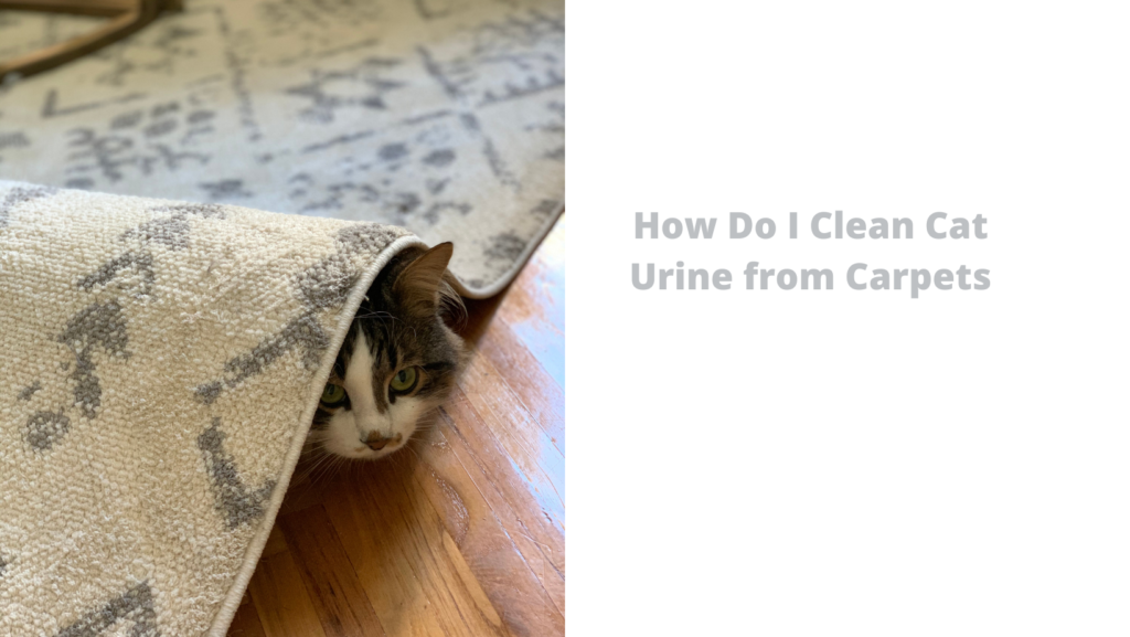 How Do I Clean Cat Urine from Carpets
