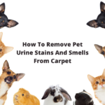 How-To-Remove-Pet-Urine-Stains-And-Smells-From-Carpet