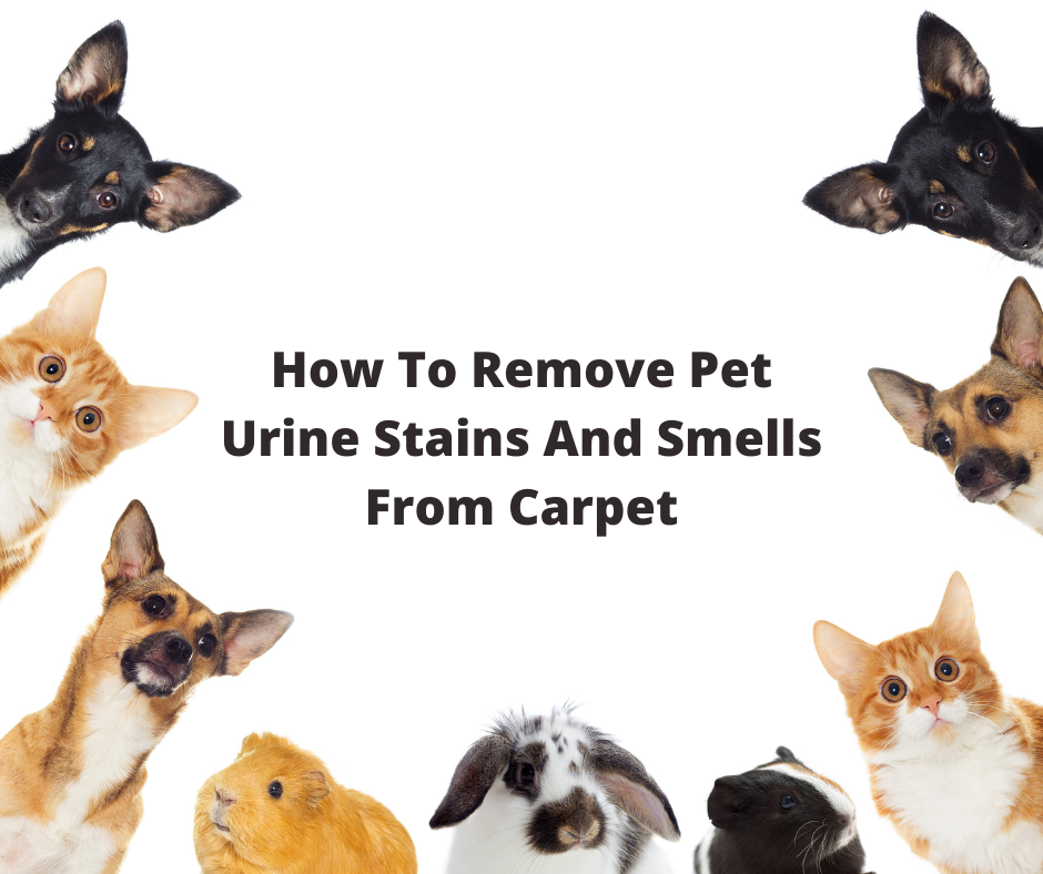 How To Remove Pet Urine Stains And Smells From Carpet