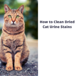 How to Clean Dried Cat Urine Stains