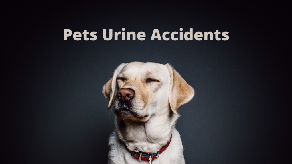 Pets Urine Accidents