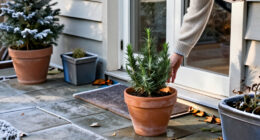 Should You Leave Potted Plants Outdoors In The Winter?